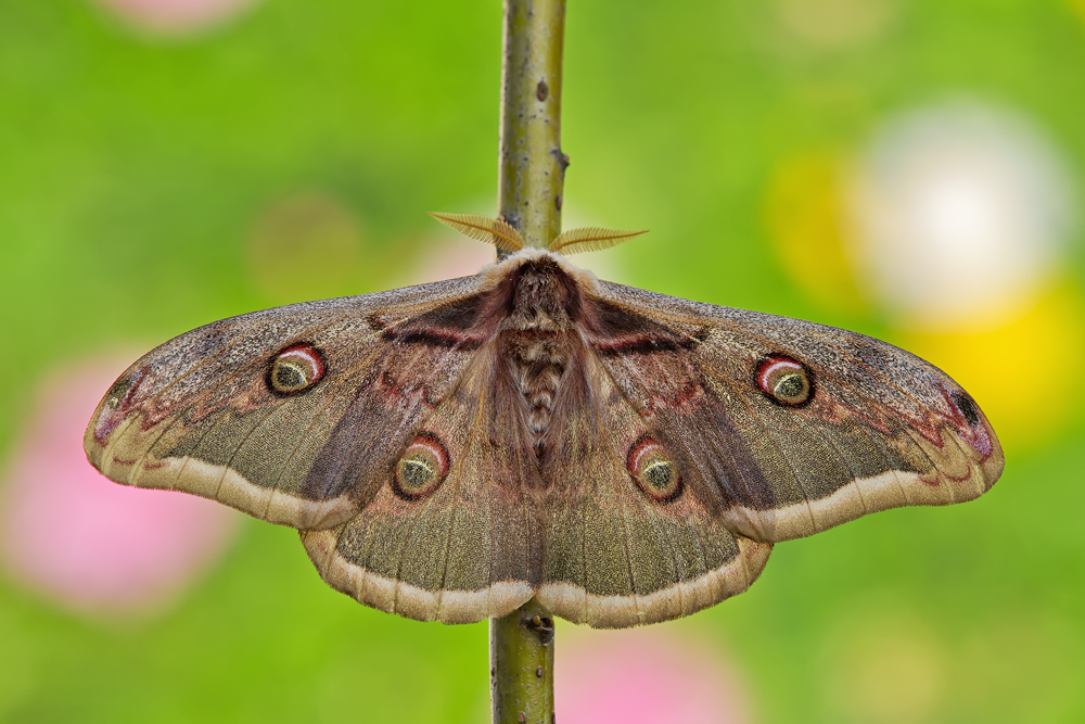 Makro Tropfen