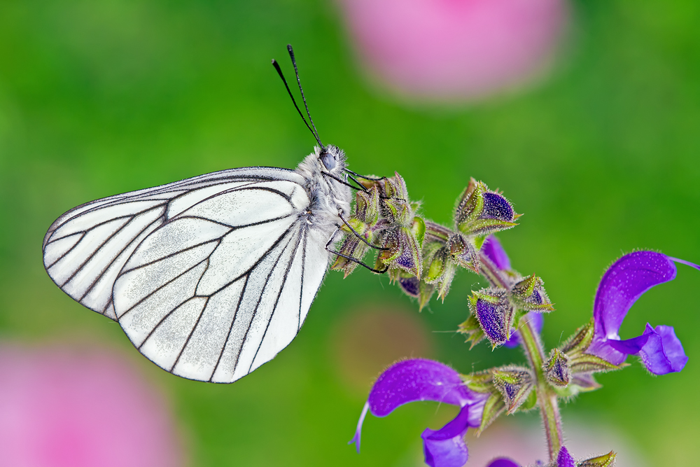 Makro Tropfen