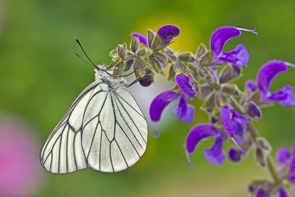 Makro Tropfen