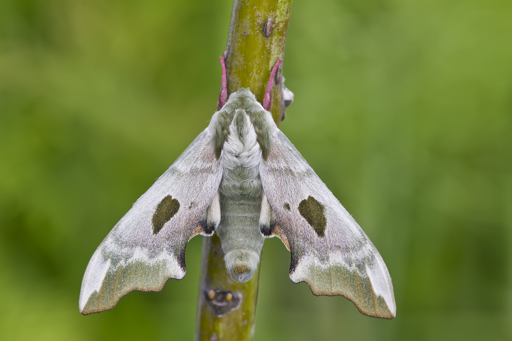 Makro Tropfen