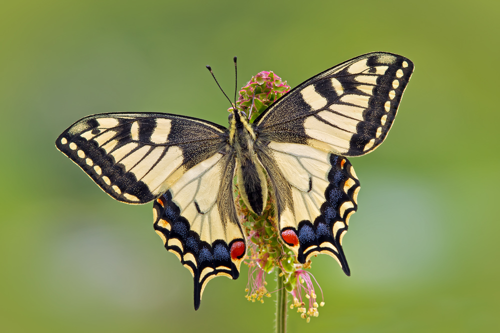 Makro Tropfen