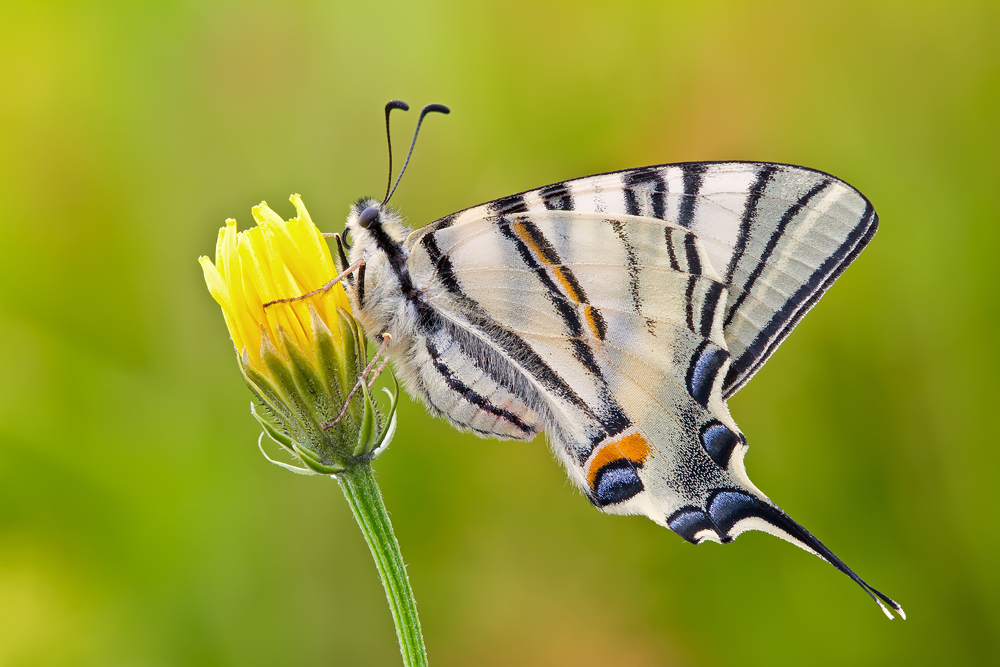 Makro Tropfen