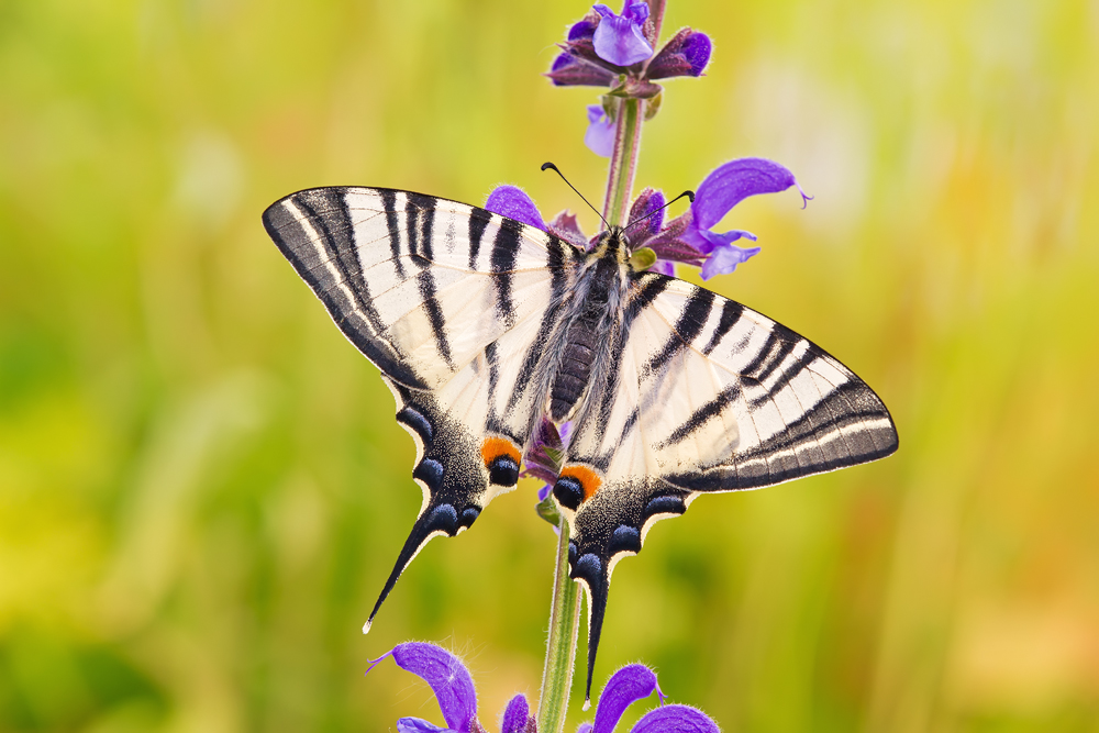Makro Tropfen