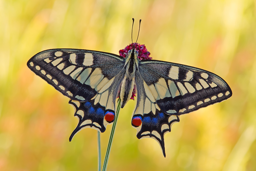 Makro Tropfen