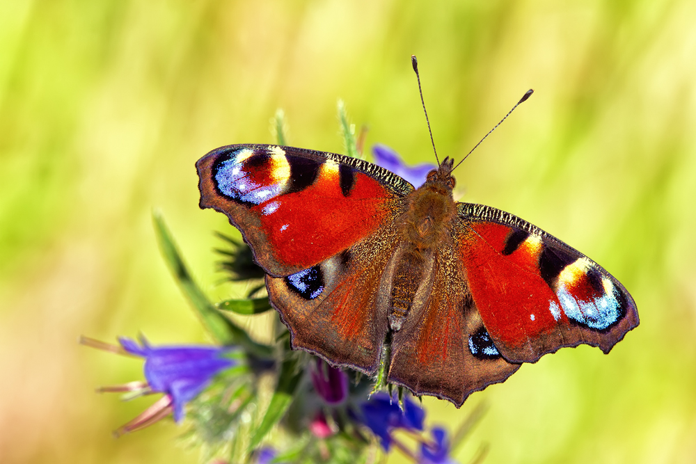 Makro Tropfen