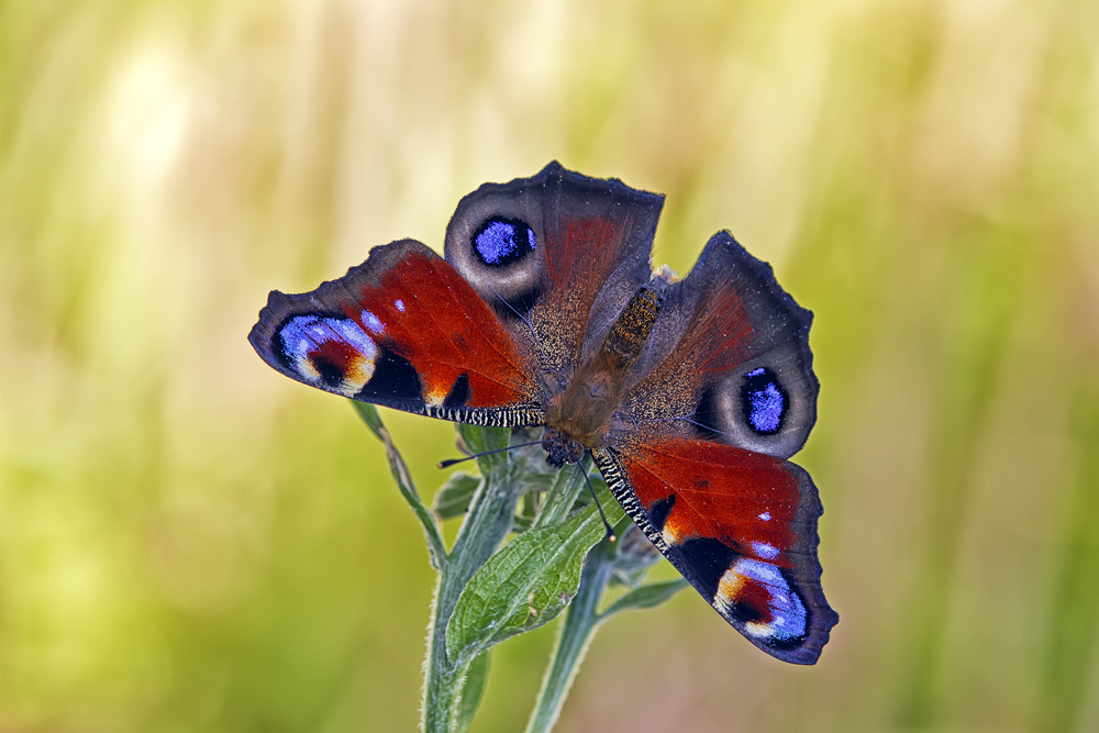 Makro Tropfen