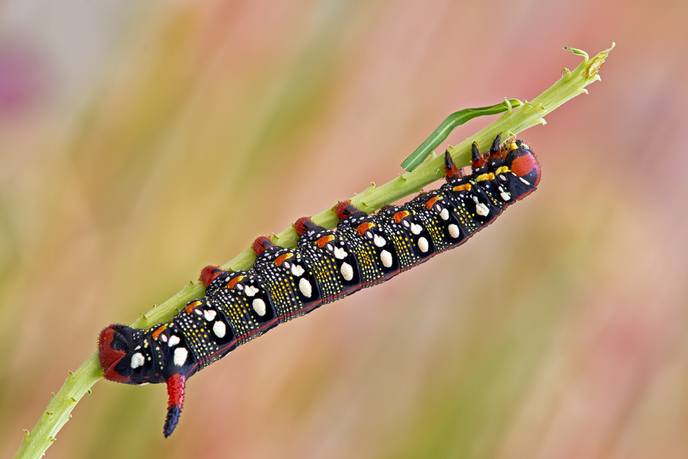Makro Tropfen