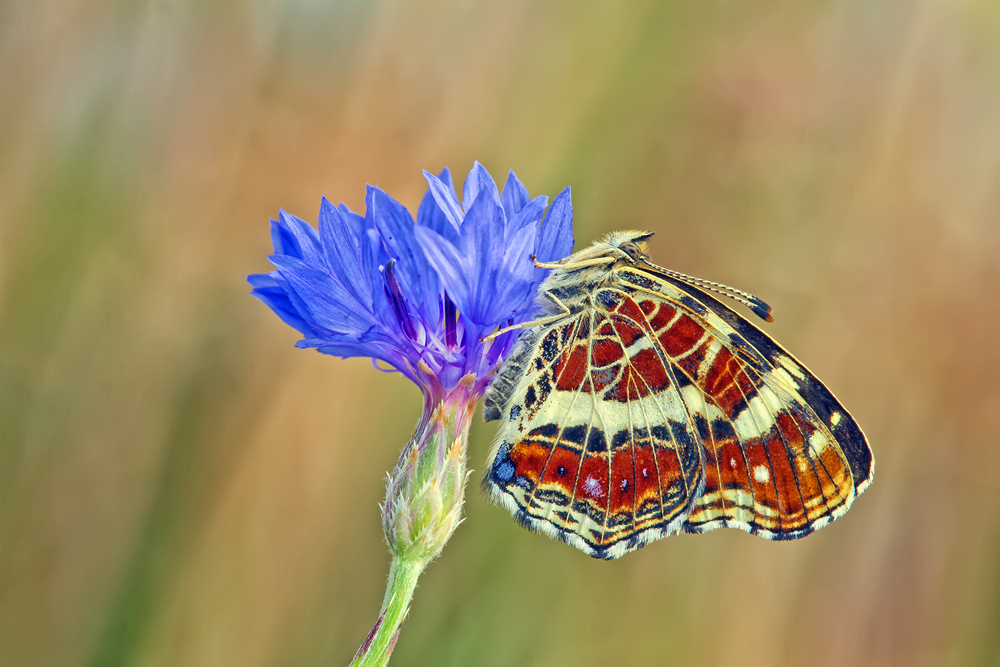 Makro Tropfen