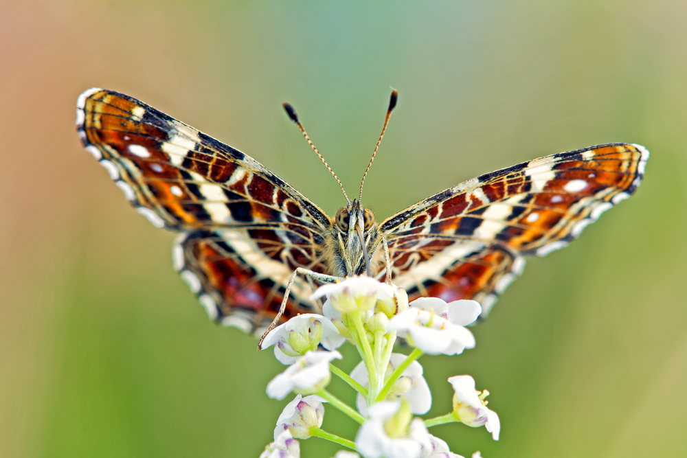Makro Tropfen