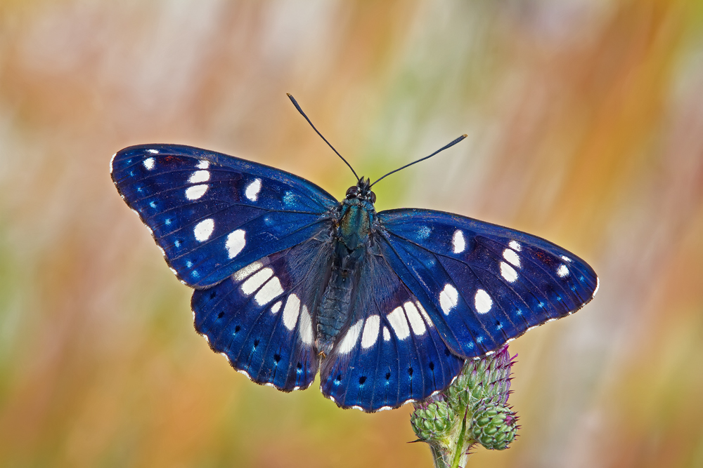 Makro Tropfen