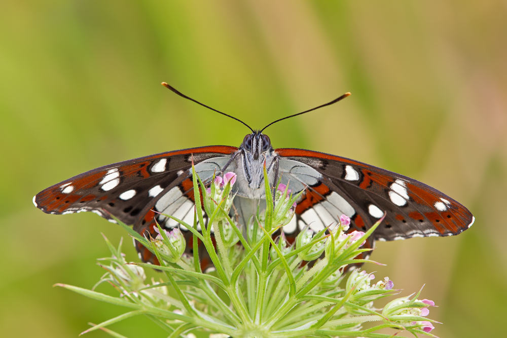 Makro Tropfen