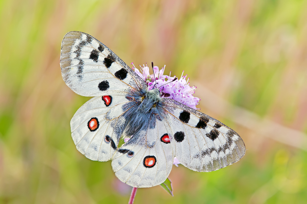Makro Tropfen