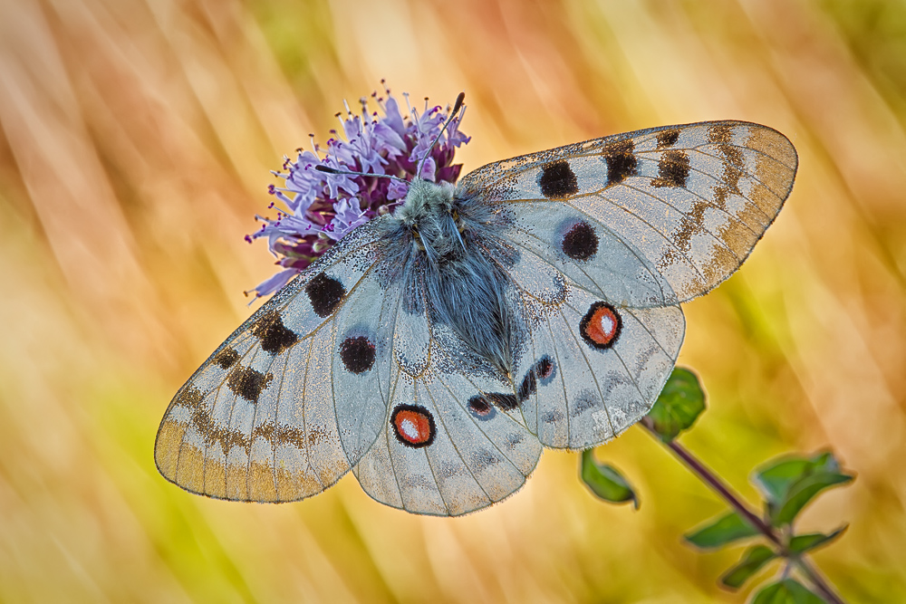 Makro Tropfen