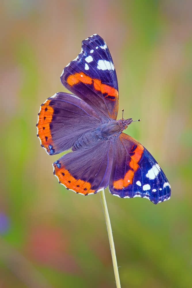 Makro Tropfen