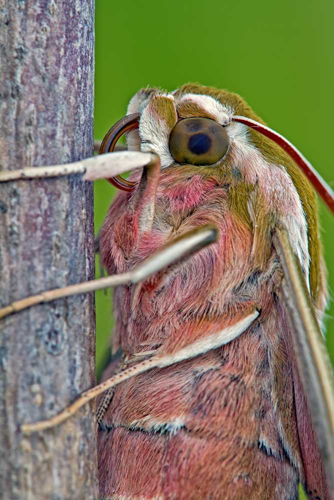 Makro Tropfen