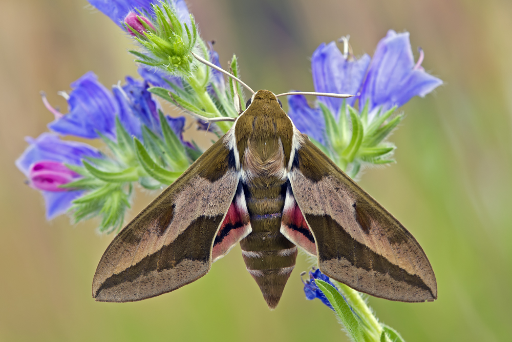 Makro Tropfen